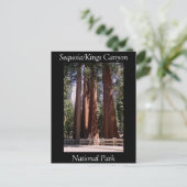 セコイアキングスキャニオン国立公園はがき ポストカード (スタンド正面)