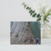 セコイアス・ツリーズ・ジャイアンツ ポストカード (スタンド正面)