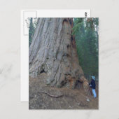 セコイアス・ツリーズ・ジャイアンツ ポストカード (正面/裏面)