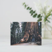 セコイアトンネルツリーカリフォルニア1952 ポストカード (スタンド正面)