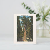 セコイアナショナルパークジェネラルシャーマンツリー ポストカード (スタンド正面)