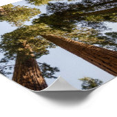 セコイア国立公園のジャイアントセコイア ポスター (角)