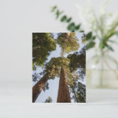 セコイア国立公園のセコイアオスギ ポストカード (スタンド正面)