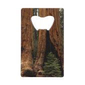 セコイア国立公園のレッドウッドの木。 クレジットカード栓抜き (正面)
