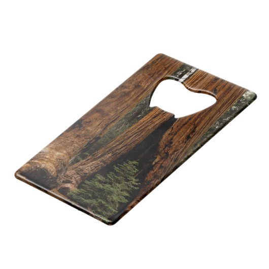 セコイア国立公園のレッドウッドの木。 クレジットカード栓抜き (正面アングル)