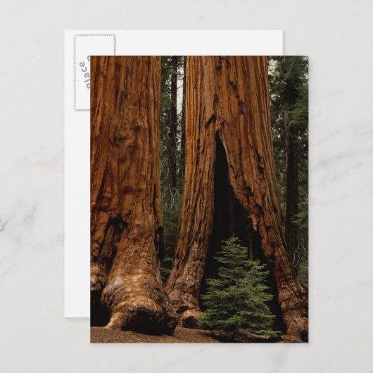 セコイア国立公園のレッドウッドの木。 ポストカード (正面/裏面)