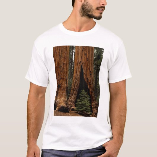 セコイア国立公園のレッドウッドの樹々 Tシャツ (正面)