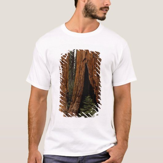 セコイア国立公園のレッドウッドの樹々 Tシャツ (正面)