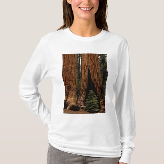 セコイア国立公園のレッドウッドの樹々 Tシャツ (正面)