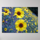 セコイア国立公園の一般的なマディアの花 ポスター (正面)