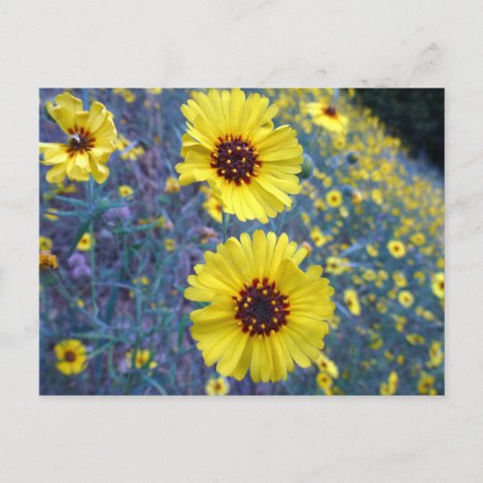 セコイア国立公園の一般的なマディアの花 ポストカード (正面)