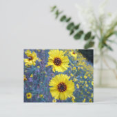 セコイア国立公園の一般的なマディアの花 ポストカード (スタンド正面)