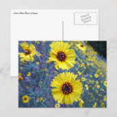 セコイア国立公園の一般的なマディアの花 ポストカード (正面/裏面)