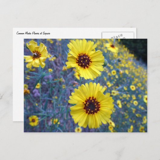 セコイア国立公園の一般的なマディアの花 ポストカード (正面/裏面)