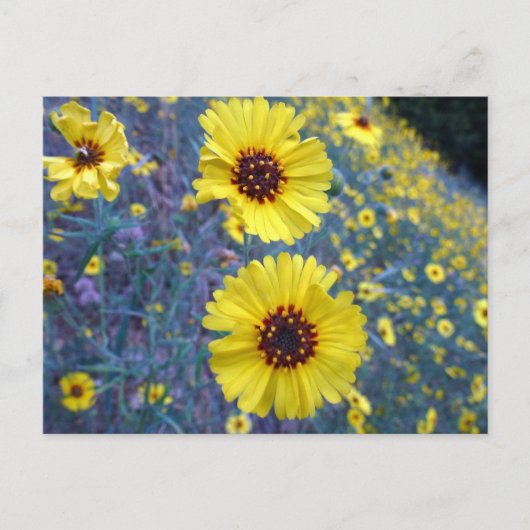 セコイア国立公園の一般的なマディアの花 ポストカード (正面)