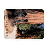 セコイア国立公園の巨大シナモンカラーツリー マグネット (横)