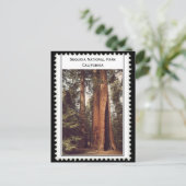 セコイア国立公園カリフォルニア ポストカード (スタンド正面)