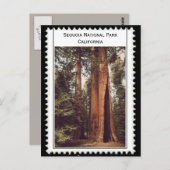 セコイア国立公園カリフォルニア ポストカード (正面/裏面)