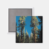 セコイア国立公園（カリフォルニア州） マグネット (正面/裏面)