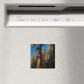 セコイア国立公園（カリフォルニア州） 2 マグネット (インサイチュ (食洗機))