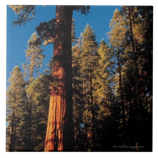 セコイア国立公園、カリフォルニア2 タイル (正面)