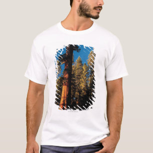 セコイア国立公園、カリフォルニア2 Tシャツ