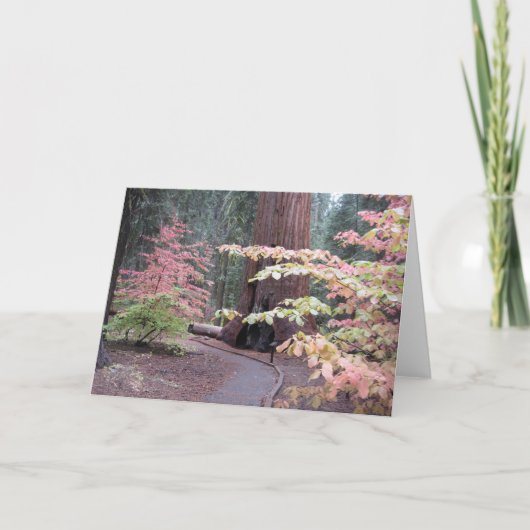 セコイア国立公園 カード (正面)