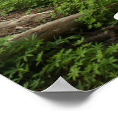 セコイア国立公園 ポスター (角)