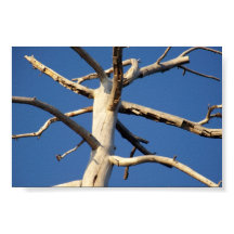 セコイア国立公園