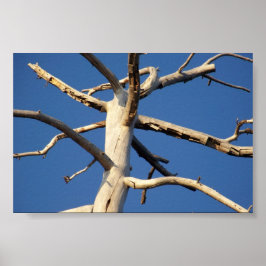 セコイア国立公園 ポスター