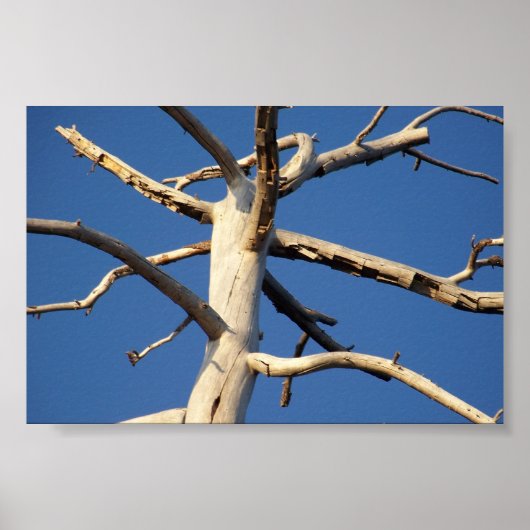 セコイア国立公園 ポスター (正面)