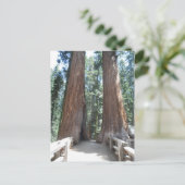 セコイア国立公園 ポストカード (スタンド正面)