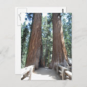 セコイア国立公園 ポストカード (正面/裏面)