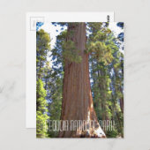 セコイア国立公園 ポストカード (正面/裏面)