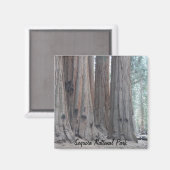 セコイア国立公園 マグネット (正面/裏面)