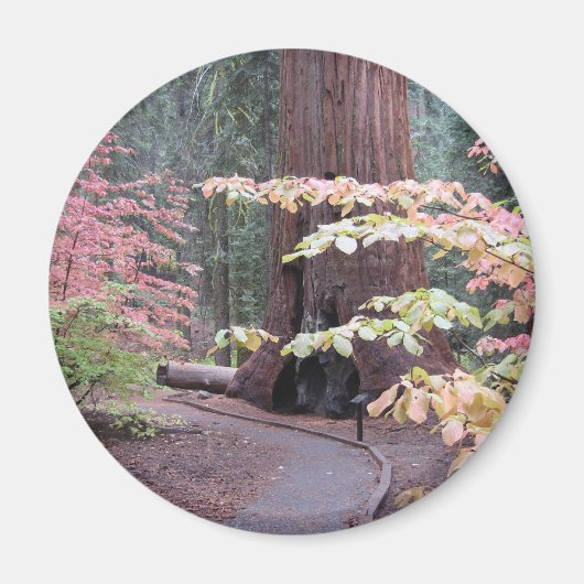 セコイア国立公園 マグネット (正面)