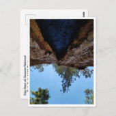 セコイア国立公園：犬の日 ポストカード (正面/裏面)