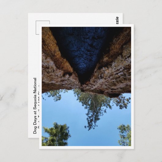セコイア国立公園:犬の日 ポストカード (正面/裏面)