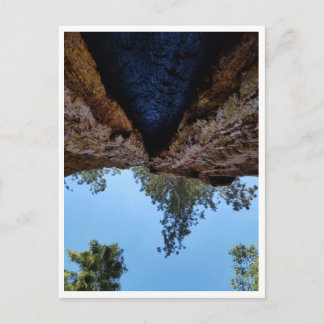 セコイア国立公園:犬の日 ポストカード