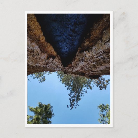 セコイア国立公園：犬の日 ポストカード (正面)