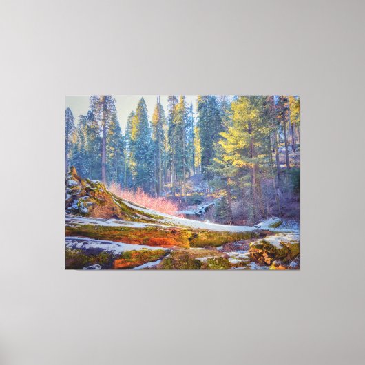 セコイア森林 キャンバスプリント (正面)