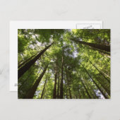 セコイア森林、ロトルア、ニュージーランド2 ポストカード (正面/裏面)