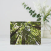 セコイア森林、ロトルア、ニュージーランド2 ポストカード (スタンド正面)