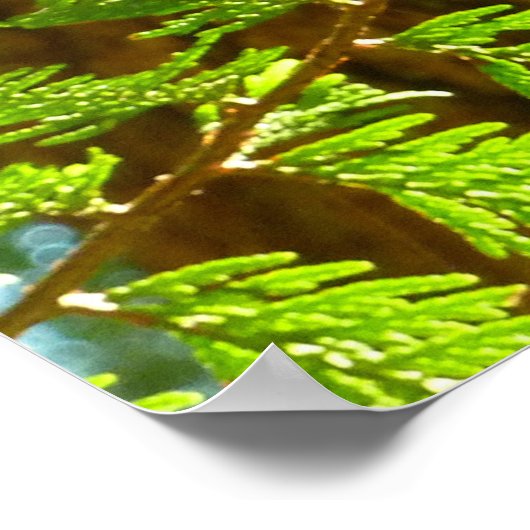 セコイア植物園のハイライト ポスター (角)