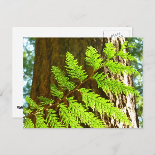 セコイア植物園のハイライト ポストカード (正面/裏面)
