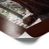 セコイア/キングスキャニオンのポスター フォトプリント            (角)