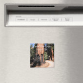 セコイア/キングスキャニオン国立公園マグネット マグネット (インサイチュ (食洗機))