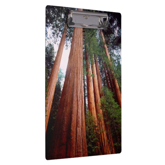セコイア·セコイアの古木 クリップボード (右)