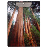 セコイア·セコイアの古木 クリップボード (正面)