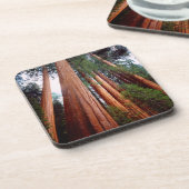 セコイア·セコイアの古木 コースター (左側)